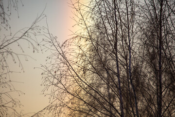 Tree on the background of a rainbow in winter.