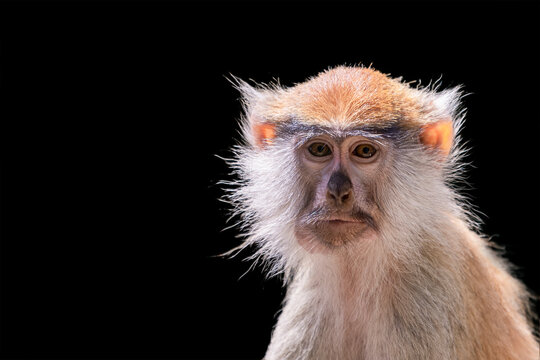 Portrait of a monkey on a black background. Common patas monkey ,Erythrocebus patas, isolated on black background. Funny African monkey patas