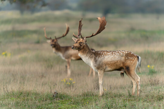 Two male Fallow deer (Dama dama) in rutting season walking around in the forest in the dunes near Amsterdam in the Netherlands.                                   