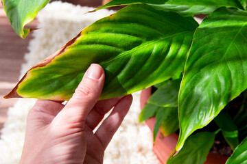 The disease of the houseplant spathiphyllum .A beautiful evergreen houseplant with lush leaves. The...