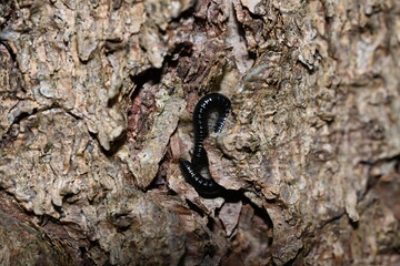 a centipede on a tree