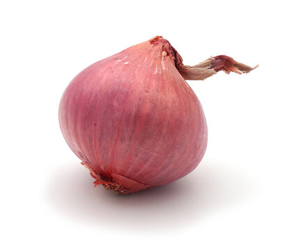 Bulbe d'oignon rose de Roscoff entier isol&eacute; sur fond blanc