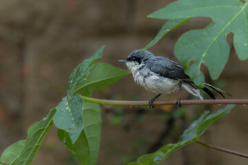 The Masked Gnatcatcher also knows the Balança-rabo perched on the branch. Species Polioptila dumicola. Animal world. Birdwatcher. Bird lover. birding. Flycatcher.