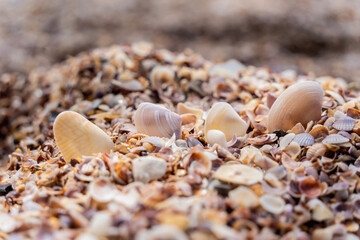 Beach full of shells on the ocean side