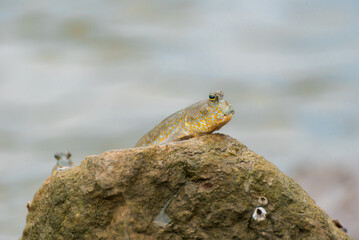 Blue spotted mudskipper fish (Boleophthalmus boddarti)
