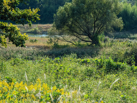 meadow with flowers
