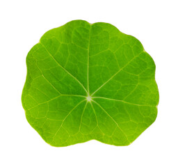 Small leaf of garden nasturtium from above, isolated on white background. Fresh green round leaf of Tropaeolum majus, nasturtian, nose-twister or nose-tweaker, a salad ingredient. Close-up food photo.