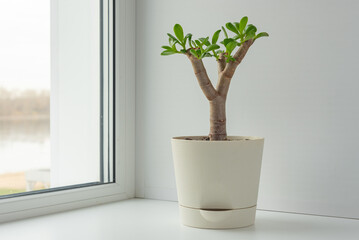 Houseplant succulent crassula in a pot on a window sill.