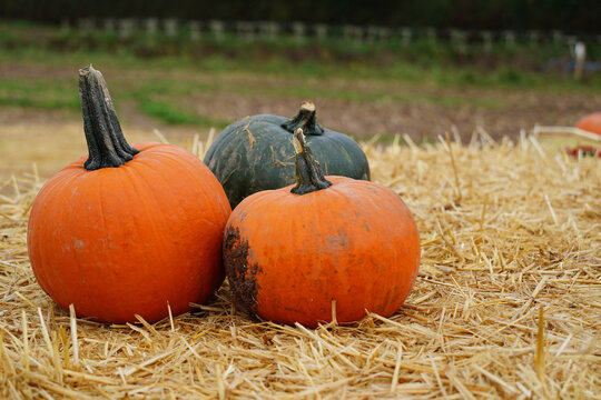 Halloween Pumpkin (gourd) For Sale At A Pumpkin Patch Farm In England, UK