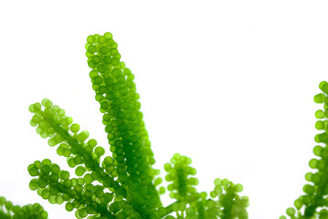 Sea grapes, green caviar isolated on white background