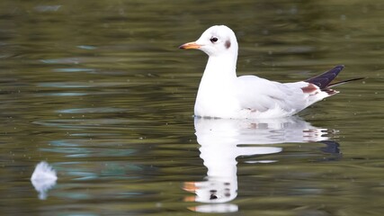 seagull on the water