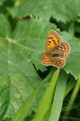 orangebrauner kleiner Falter in den Bergen