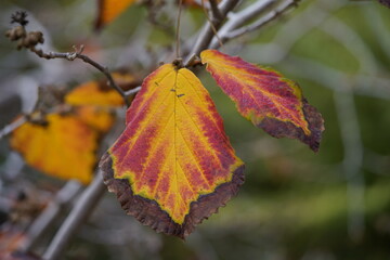 Leaves of Hamamelis × intermedia (hybrid witch hazel) is a species of flowering plant in the...