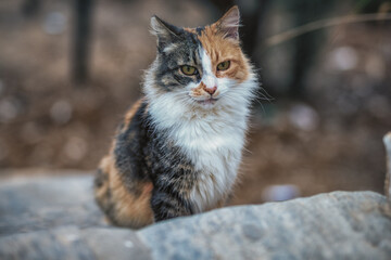 Die Katzen von Paros