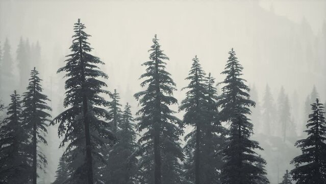 fir forest on a foggy day