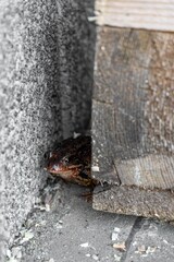 Hiding toad