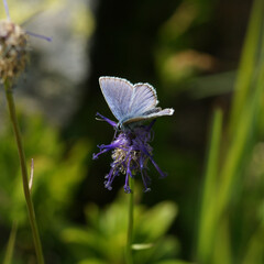 Bläuling auf welker Teufelskralle, Morteratsch