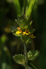 gelber Augentrost, Morteratsch