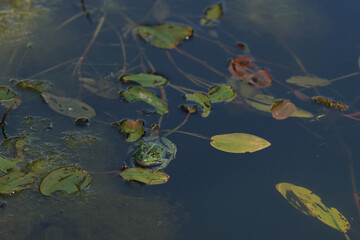 Frosch im Teich vom Tierpark Langenberg