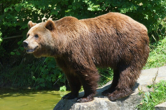 schnuppernder Braunb&auml;r im Tierpark Langenberg, Z&uuml;rich