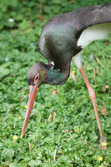 lauernder Schwarzstorch im Zoo Zürich