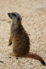 aumerksames Erdmännchen im Zoo Zürich