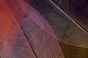 Fototapeta na wymiar skeleton leaves. elements of nature organic design background. biophilic nature-inspired textured cozy composition