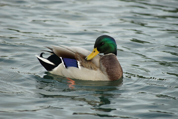 Stockente Männchen auf dem Zürichsee