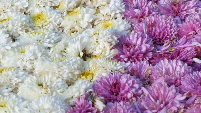 Picturesque festival of autumn chrysanthemums in the park. Various blooming flowers in white and purple