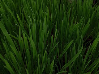 Full shot of pet grass, cat grass.