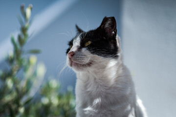 Die Katzen von Paros