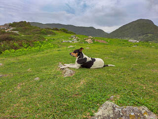 dog lying in the mountains