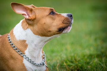 american staffordshire terrier in the meadow