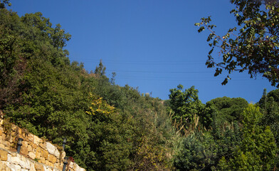 green tree forest in Lebanon
