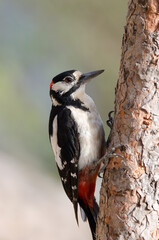 Great spotted woodpecker Dendrocopos major thanneri. Male. Alsandara mountain. Natural Reserve of Inagua. Tejeda. Gran Canaria. Canary Islands. Spain.