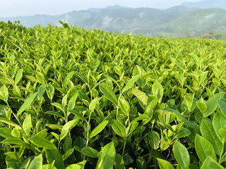 Fototapeta na wymiar Tea plantation on hills and morning sun in Vietnam