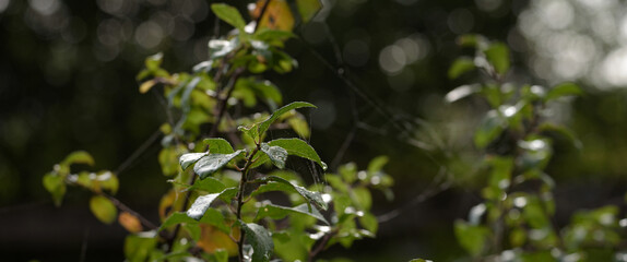 Obraz premium DROPS ON THE LEAVES - Traces of dew on tree 