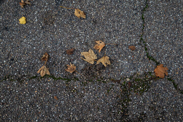 tree leaves fallen on the asphalt. dead tree leaves on the road. a road background with fallen leaves. yellow leaves on asphalt