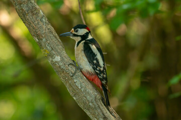 Great Spotted Woodpecker (Dendrocopos major) in forest