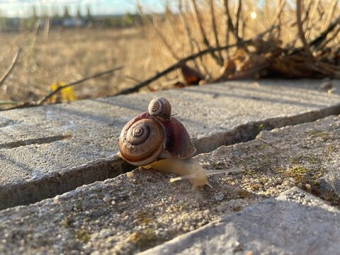 snail on a tree