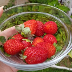 Fresh, bright red and juicy strawberries for low carb snack and healthy lifestyle.