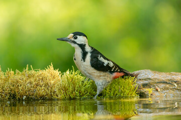 Syrian Woodpecker (Dendrocopos syriacus) in forest