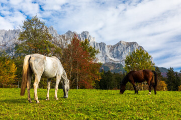 Pferde auf einer Wiese vor dem Wilden Kaiser, Tirol, Österreich