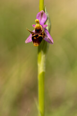 Woodcock orchid flower macro photography