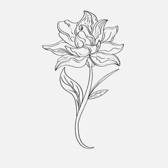 coloring pages of beautiful lily flowers printables. Outline Lilies . Black and white page for coloring book. Anti-stress coloring. Line art flowers