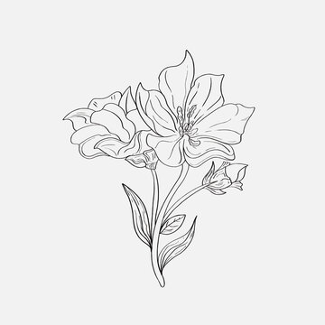 coloring pages of beautiful lily flowers printables. Outline Lilies . Black and white page for coloring book. Anti-stress coloring. Line art flowers