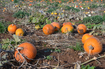 Pumpkins for harvesting in a field - 540470709