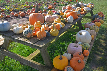 Pumpkins and gourds displayed outdoors on a table  - 540470715