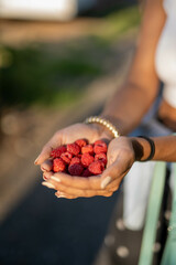 Nice woman hands holding a handful of organic raspberries at sunset in nature