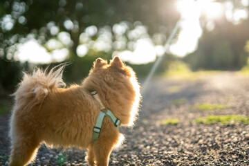 A little brown pomeranian dog from backwards in nature at sunset